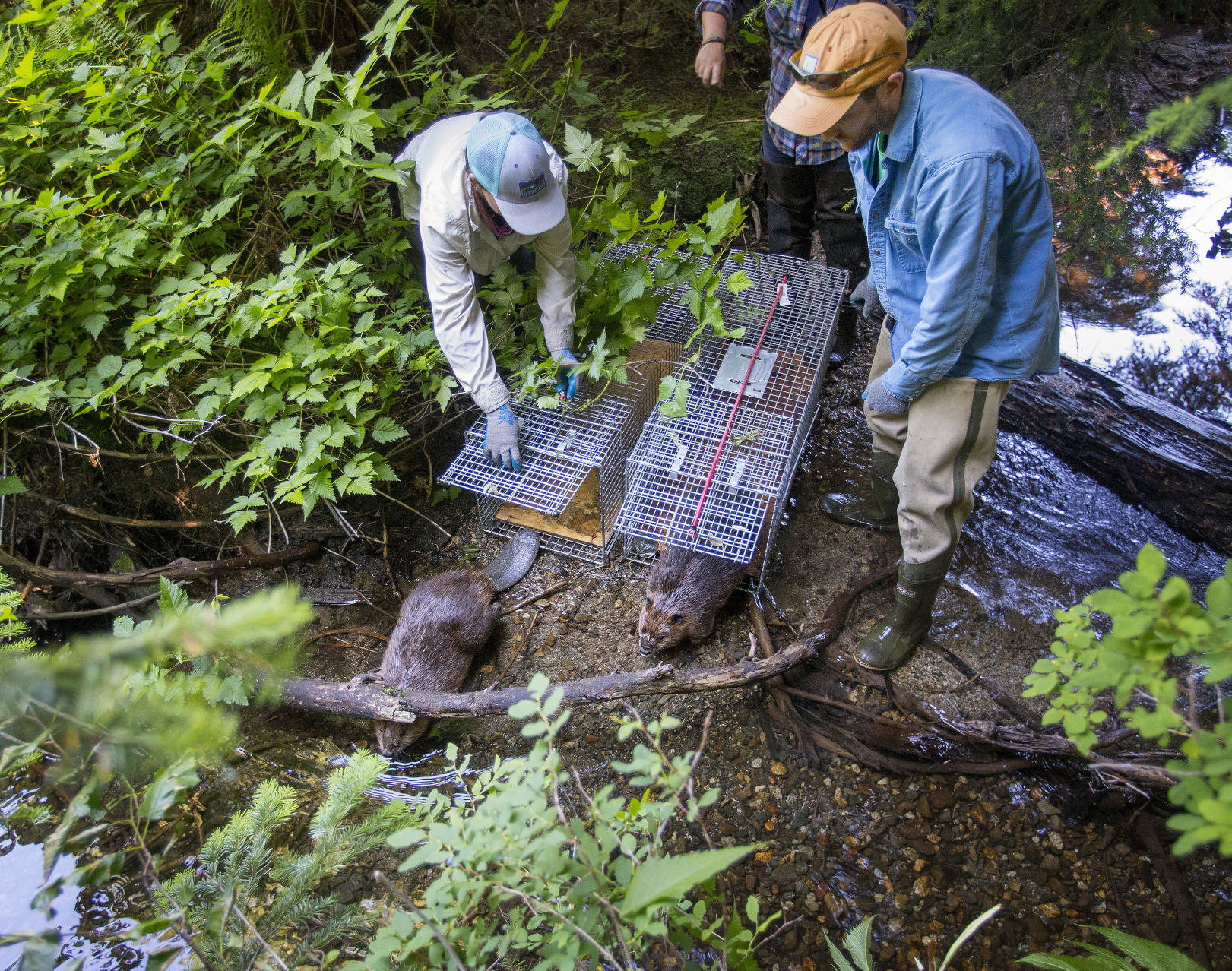 190807-newslocal-beavers 01.jpg